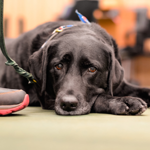 Catawba Valley Obedience Club, Hickory NC